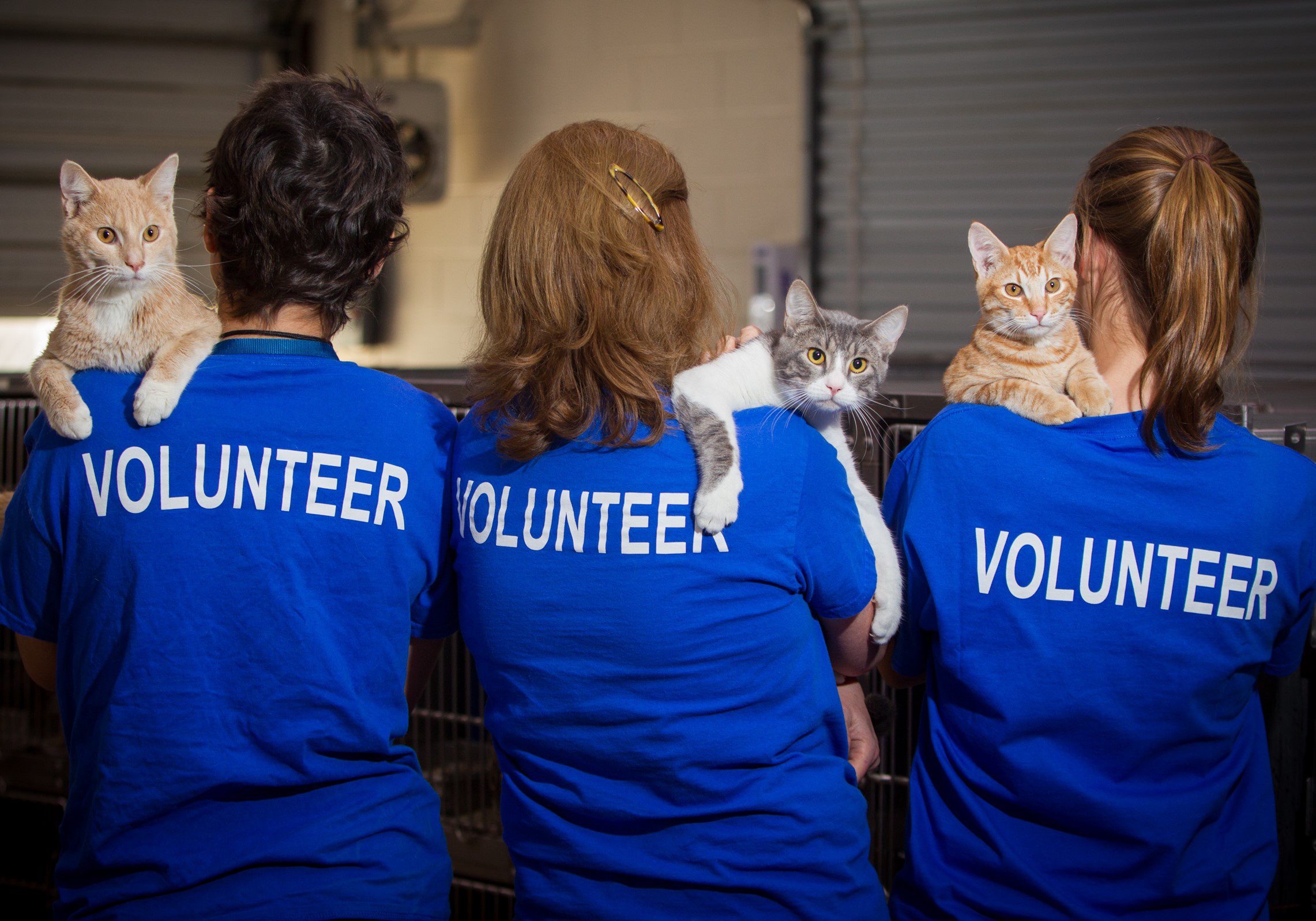 Humane Society of Loudoun County 10 Reasons to Volunteer at the Humane