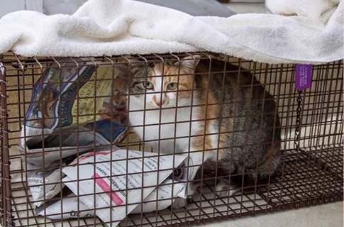 Feral Cat Trapping - Porter Pet Hospital