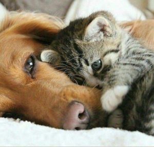 dog with kitten