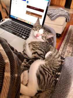 Kitten on Laptop