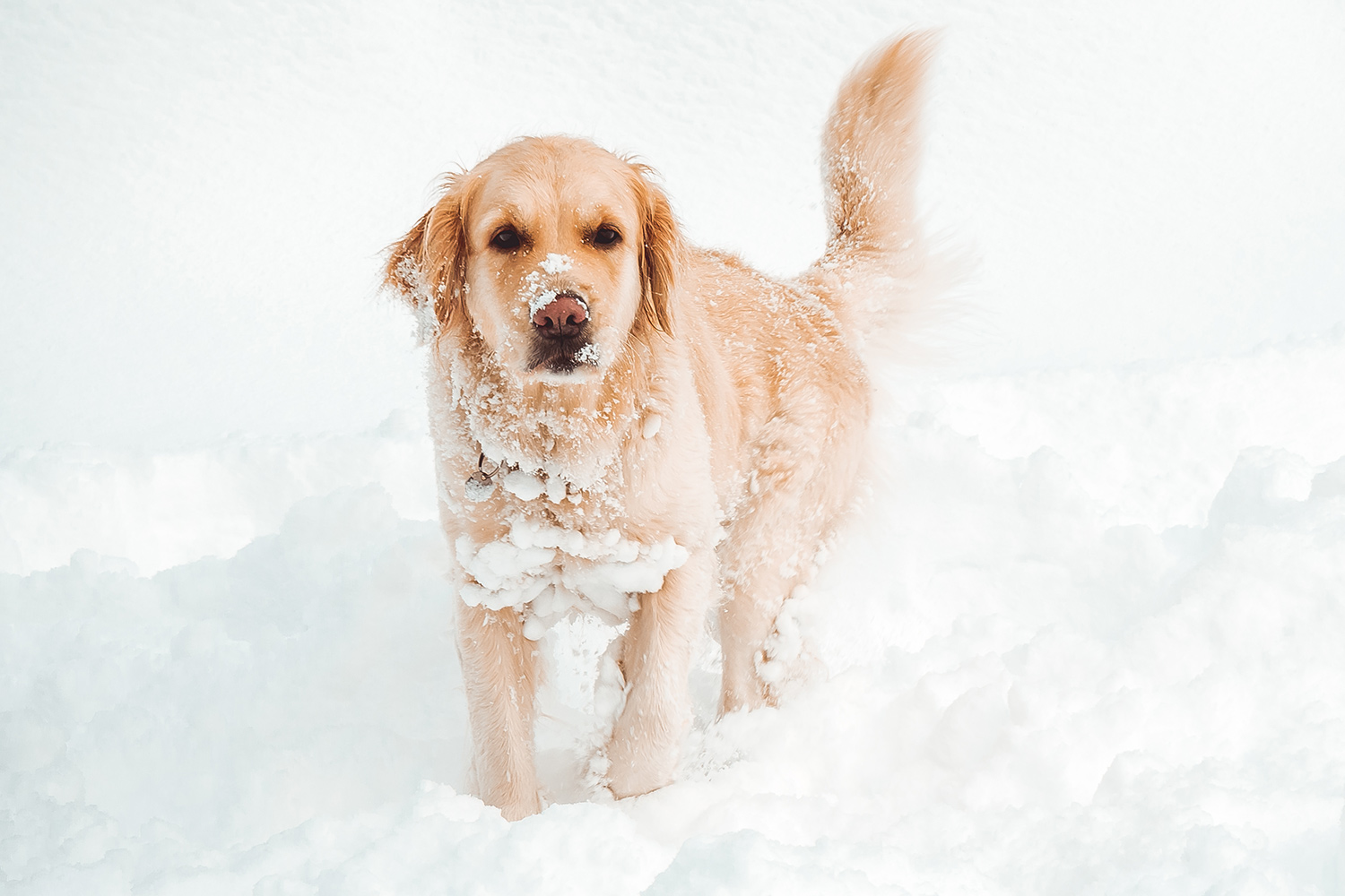 Humane Society of Loudoun County Cold Weather Considerations for Pets -  Humane Society of Loudoun County