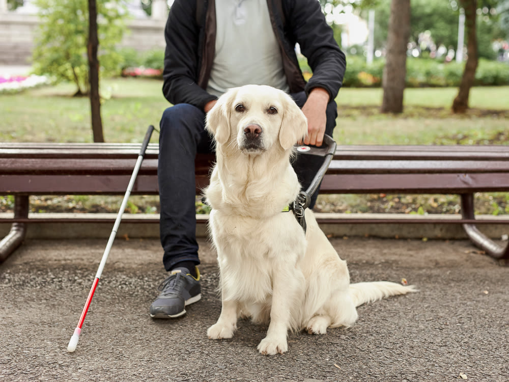 Humane Society of Loudoun County What is a Service Animal? - Humane Society  of Loudoun County